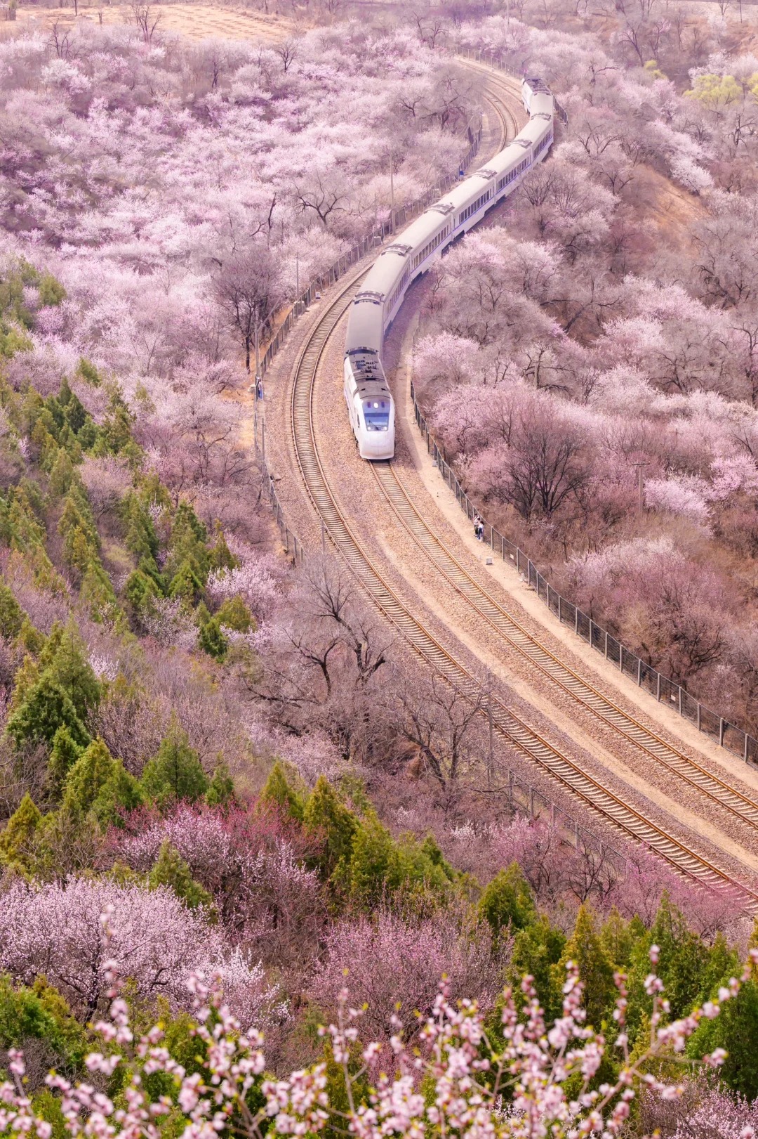 居庸关花海栈道，开往春天的列车！景区已开_1_爱摄影的小丢_北京-周末游-来自52tours 我爱旅游网